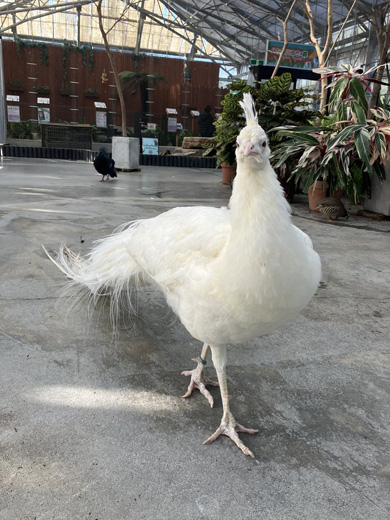 羽をたたむクジャク