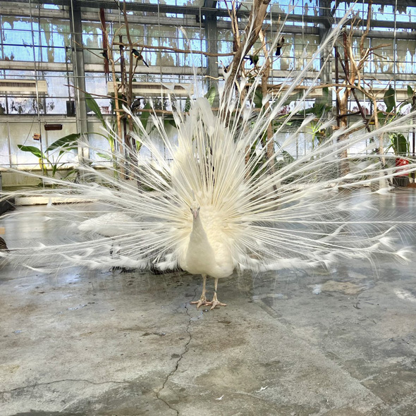 羽を広げるクジャク