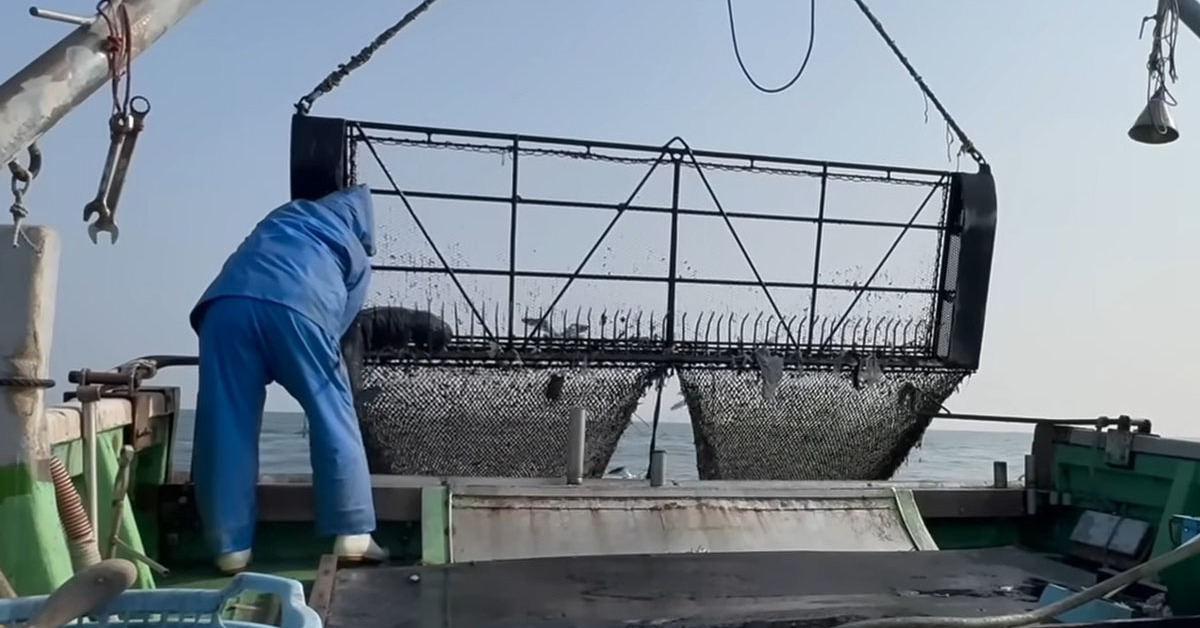瀬戸内海で漁をしていたら突然異変が……　揚がってきた“取ってはいけない生物”に衝撃　「初めて見ました」と70万再生（1/3） | その他生き物 ねとらぼ