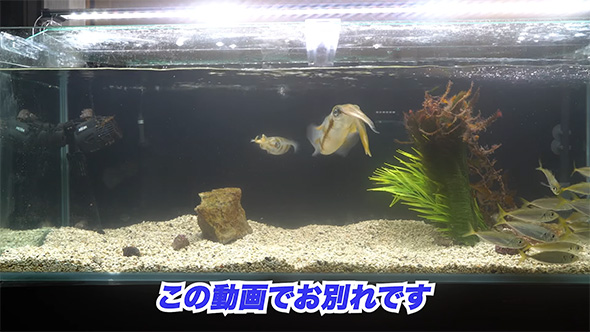 この動画でお別れ