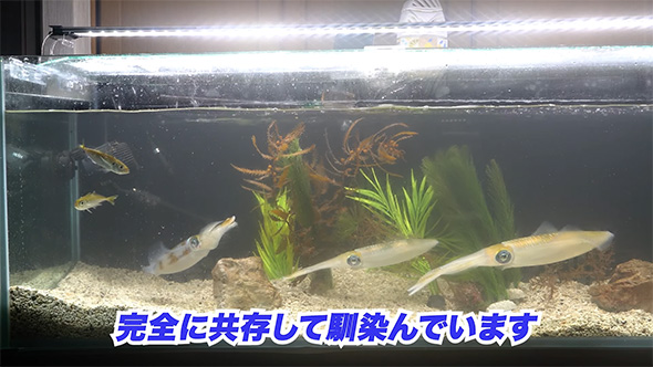 完全に共存して馴染んでいます