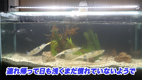 連れ帰って日も浅く