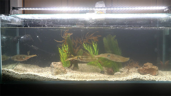 黒くなったイカ