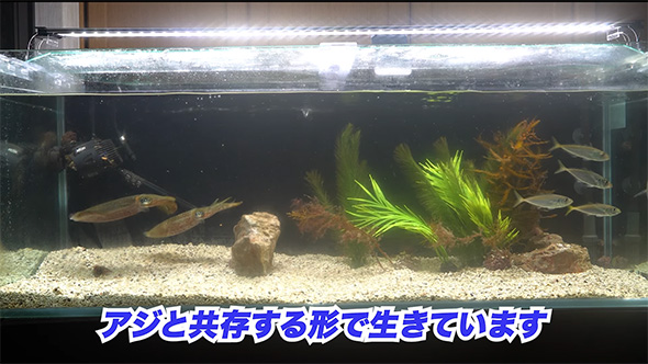 アジと共存する形で