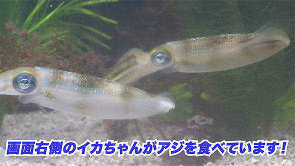 画面右側のイカ