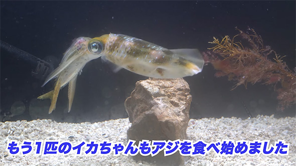 もう1匹のイカちゃん