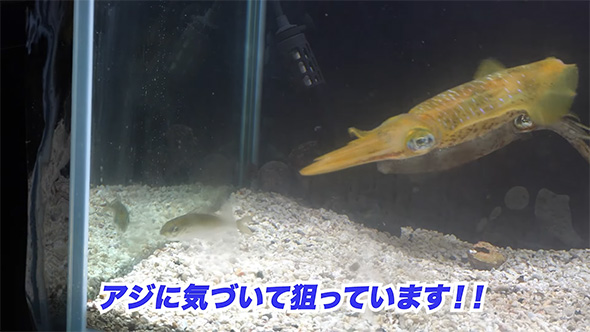アジに気付いて