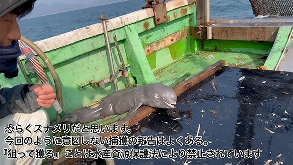 スナメリの解説
