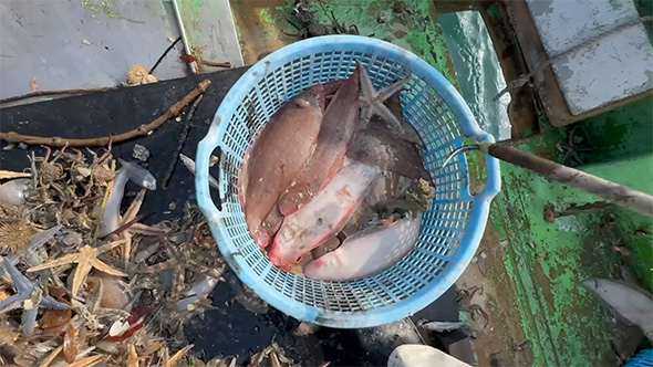 ザルに入ったシタビラメ