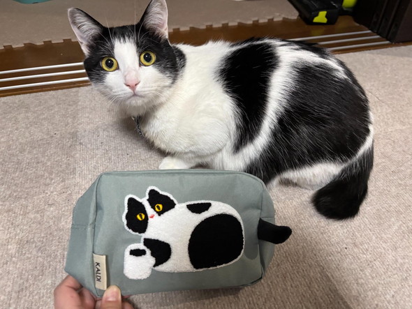 ハチワレ猫ちゃんとポーチ