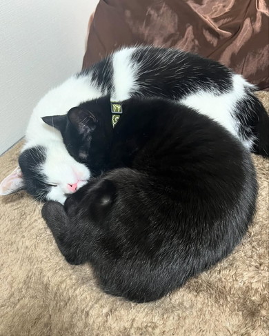 くっついて寝る猫ちゃん