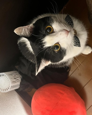 見上げる猫ちゃん