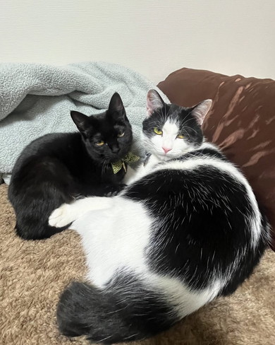 寄り添う猫ちゃん