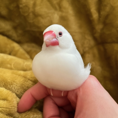 驚いた文鳥