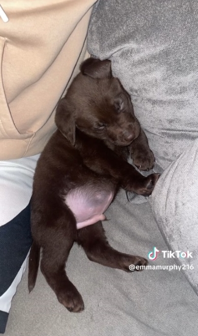 黒い子犬が寝る様子