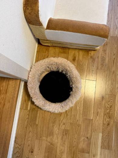 暗黒のような黒猫