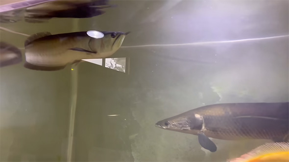 水槽の左側を泳ぐアロワナ