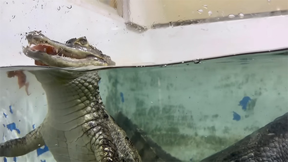 切り身をくわえるワニ