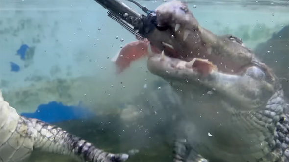 切り身に食らいつくワニ