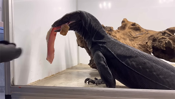 切り身をくわえるサルバトールモニター