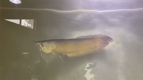 水槽の中央を泳ぐアロワナ