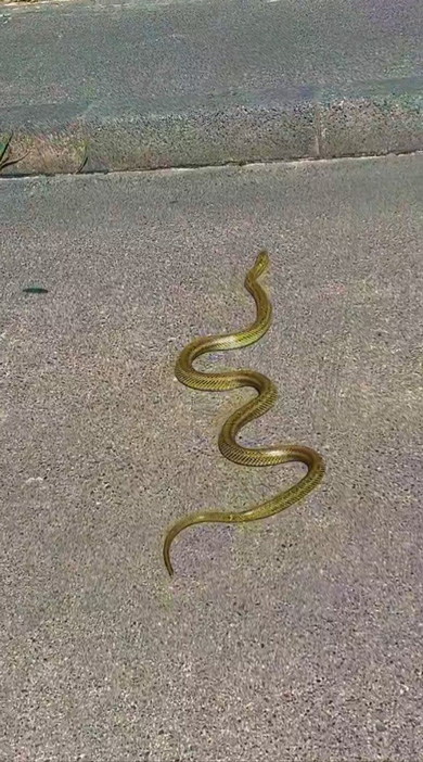 新島 メタリックゴールド 金色 ヘビ 目撃 投稿者 その後 運 インタビュー