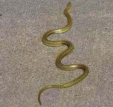 新島 メタリックゴールド 金色 ヘビ 目撃 投稿者 その後 運 インタビュー