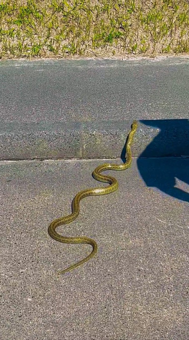 新島 メタリックゴールド 金色 ヘビ 目撃 投稿者 その後 運 インタビュー