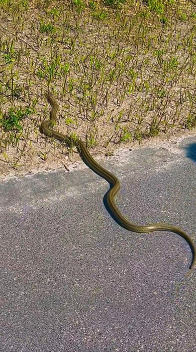 新島 メタリックゴールド 金色 ヘビ 目撃 投稿者 その後 運 インタビュー