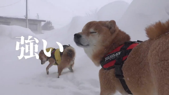 雪大好き 柴犬 二度 散歩 断念 吹雪