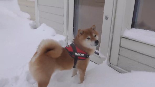 雪大好き 柴犬 二度 散歩 断念 吹雪