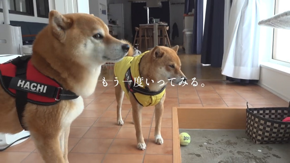 雪大好き 柴犬 二度 散歩 断念 吹雪