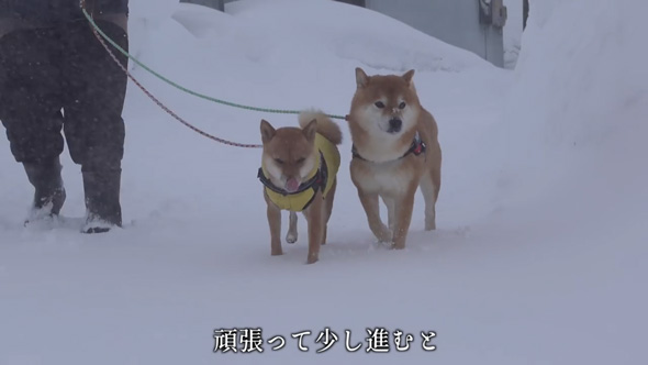 雪大好き 柴犬 二度 散歩 断念 吹雪