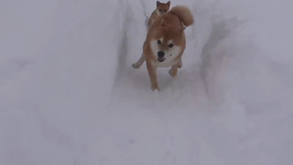 雪大好き 柴犬 二度 散歩 断念 吹雪
