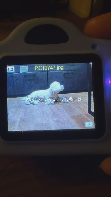 4歳の男の子が撮った写真