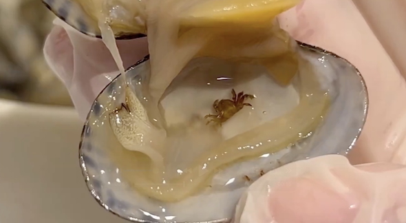 アサリの中に小さなカニ