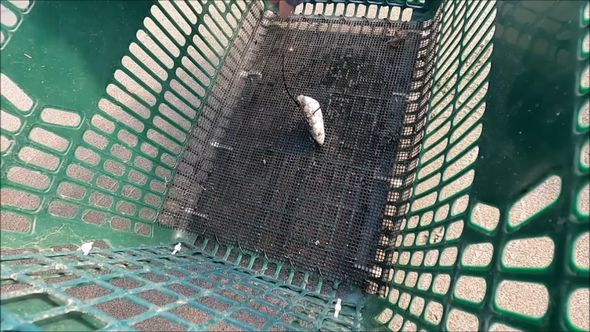 底にネットを張りイワシの切り身をセット