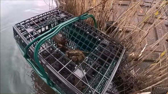 沈めていた買い物かごトラップを引き上げる瞬間