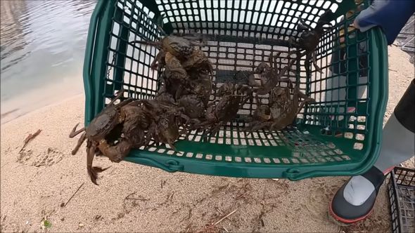 買い物かごトラップに入っていた大量のモクズガニ