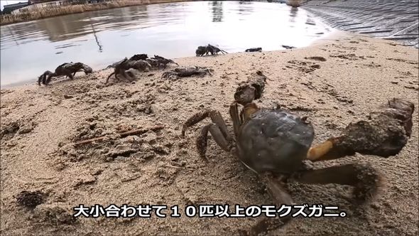 トラップに入っていたモクズガニを汽水域に帰す