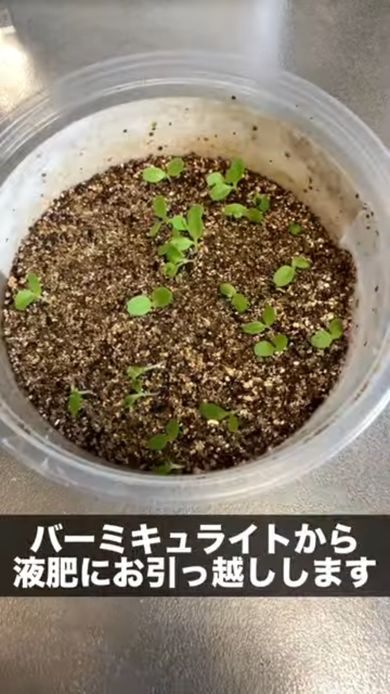 バーミキュライトで育ったレタスの苗