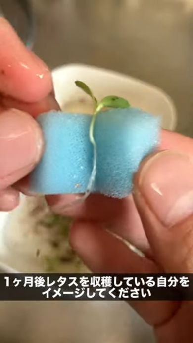 スポンジでレタスの苗を挟む様子