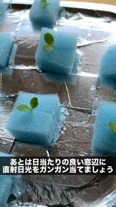 栽培容器にセットしたレタスの苗