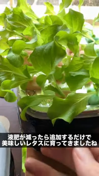 葉が大きくなったレタス