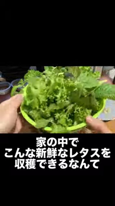 収穫したてのレタスの山