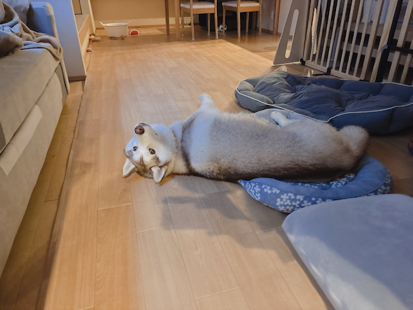 横になったままのハスキー「アイリス」