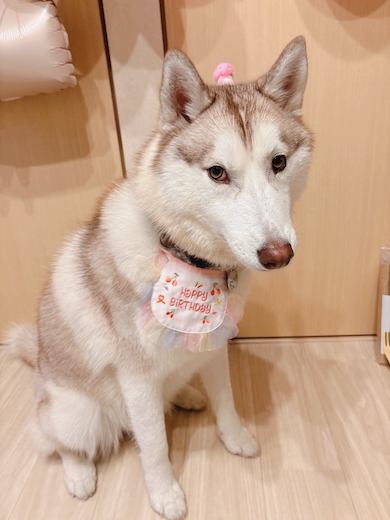 1歳誕生日のハスキー「アイリス」