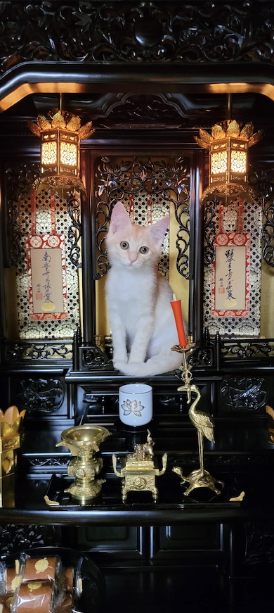仏壇にいた猫のモカ