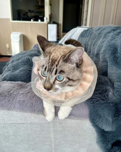 びっくり顔の猫