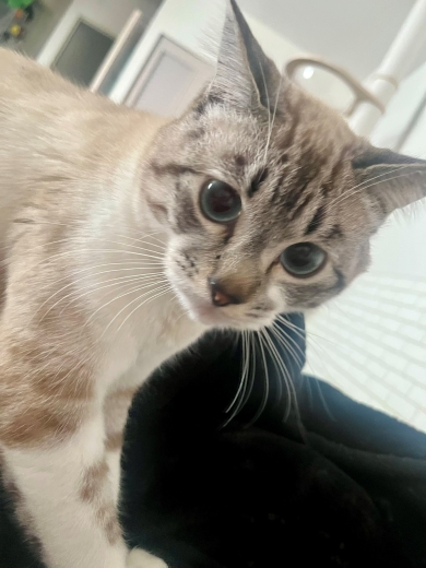 びっくり顔の猫